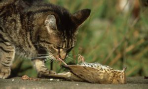 cat_menace_to_ecosystem