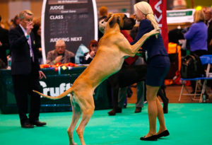 crufts-dog-show-2014