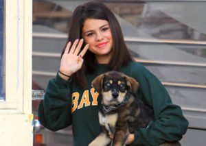 stars_for_stray_animals1