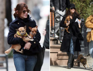 stars_for_stray_animals13