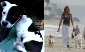 stars_for_stray_animals14