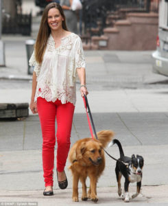 stars_for_stray_animals3