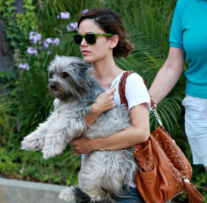 stars_for_stray_animals5