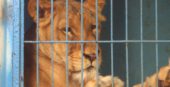 В Україні можуть заборонити експлуатацію тварин в пересувних цирках