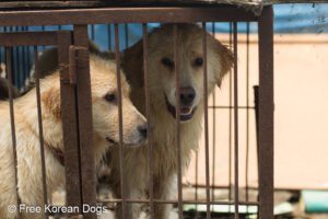 dog_meat02