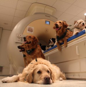 dog_science