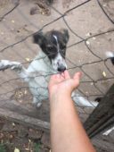 stray_animals_ukraine