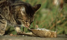 cat_menace_to_ecosystem