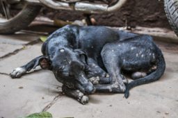 indian_stray_animals4