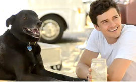 stars_for_stray_animals10