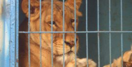 Circo-Chen-Lioness-3k-x-1550-734x375