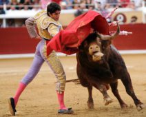 bayonnebullfighting