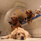 dog_science